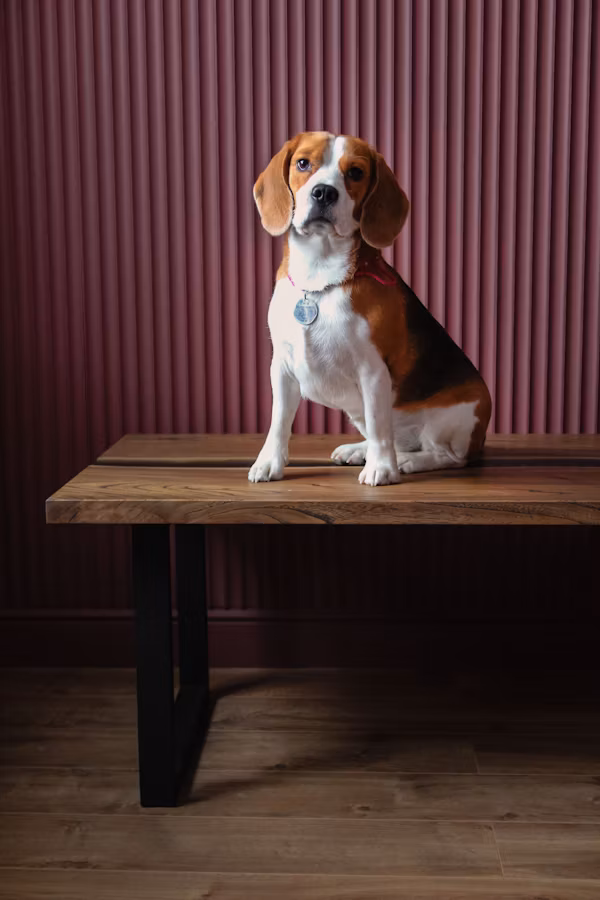 Beagle