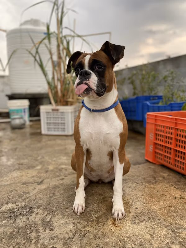 Boxer dog