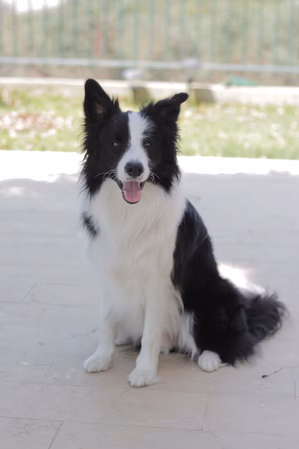 Border Collie standing alert in a field