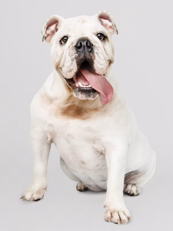 Bulldog