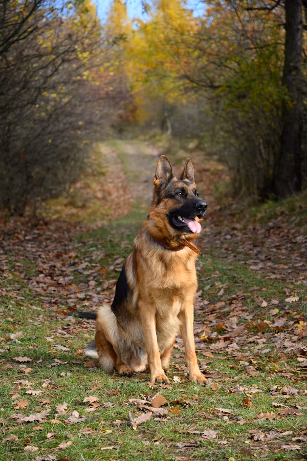 German Shepherd posing proudly