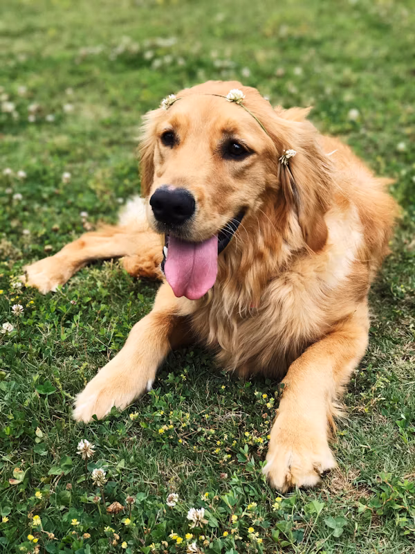 Golden Retriever sitting on grass