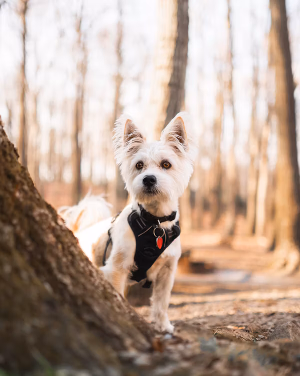 Cute dog