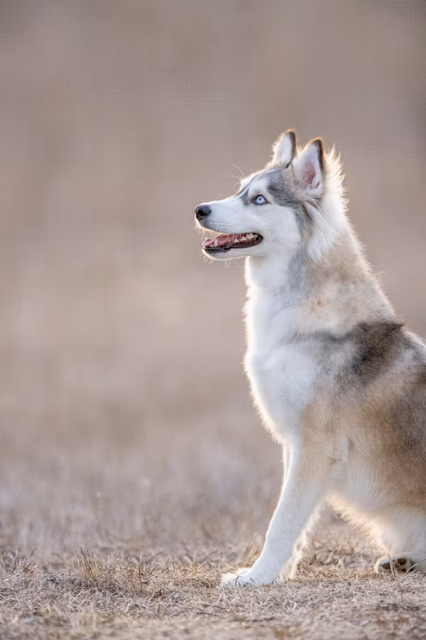 Sweet dog
