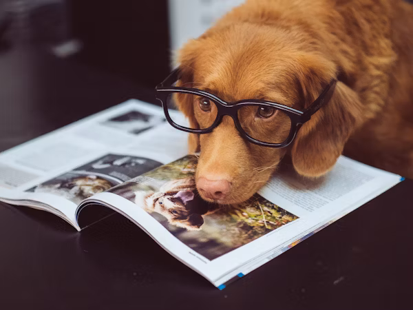 Lovely dog