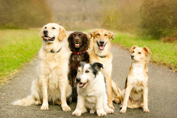Smiling dog