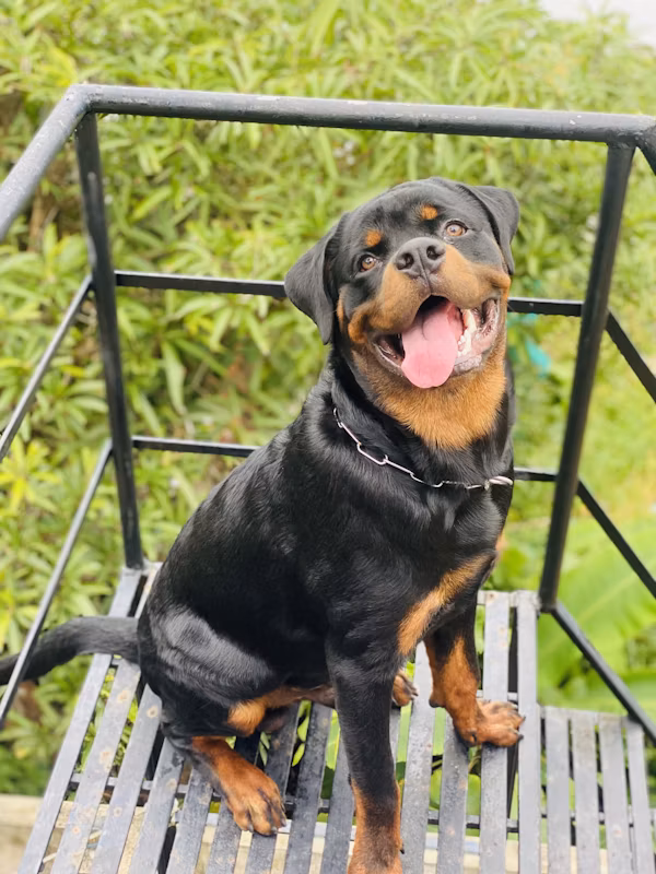 Rottweiler dog