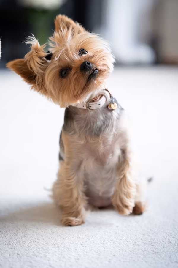 Yorkshire Terrier dog