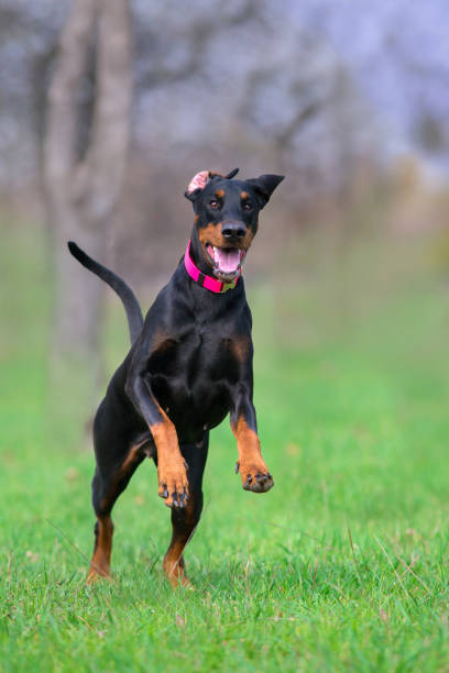 Doberman