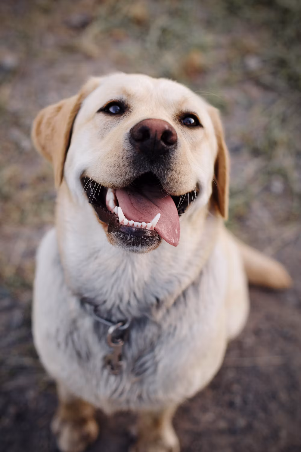 Labrador Retriever dog