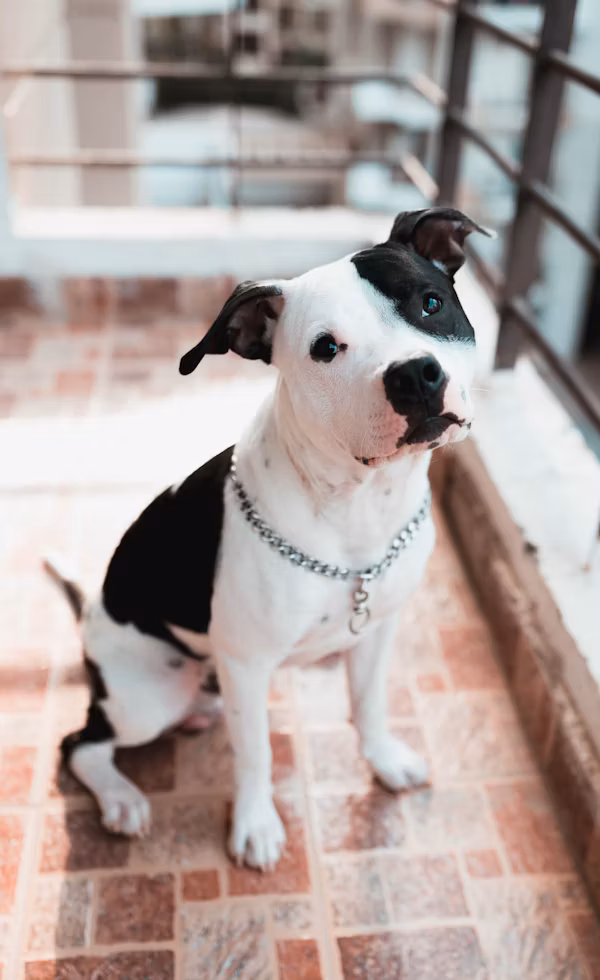 Pitbull dog
