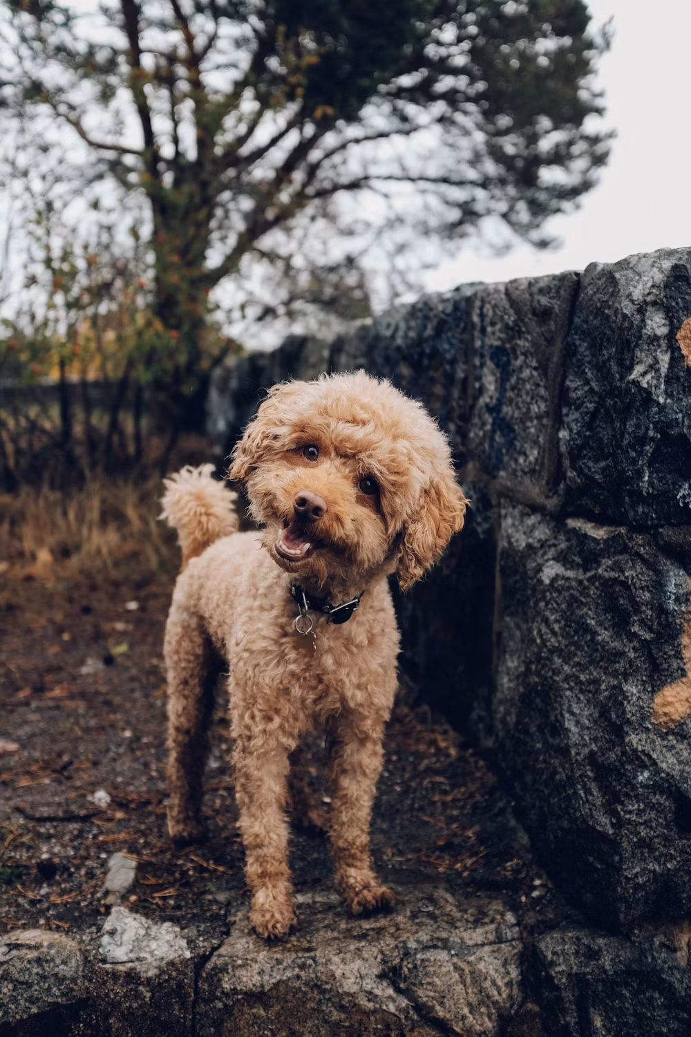 Poodle dog